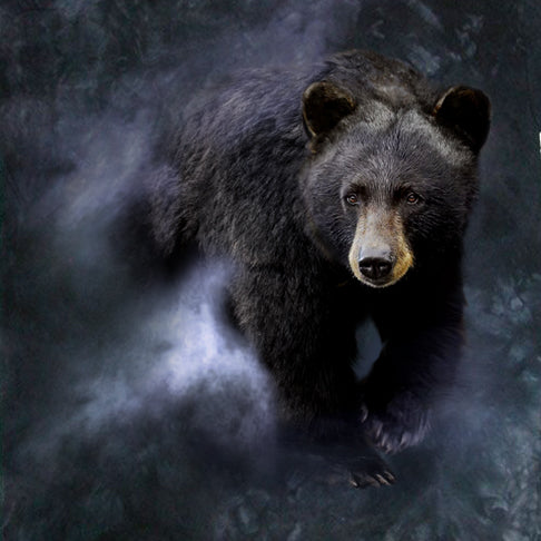 Black Bear in the Mist by Robert Campbell - painting of black bear walking through mist 